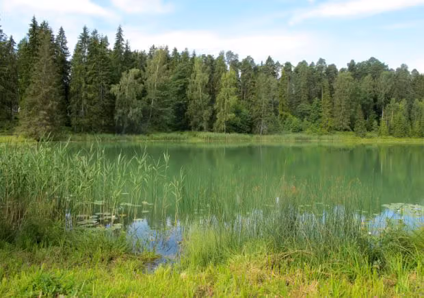 Vanamõisa järv suvel